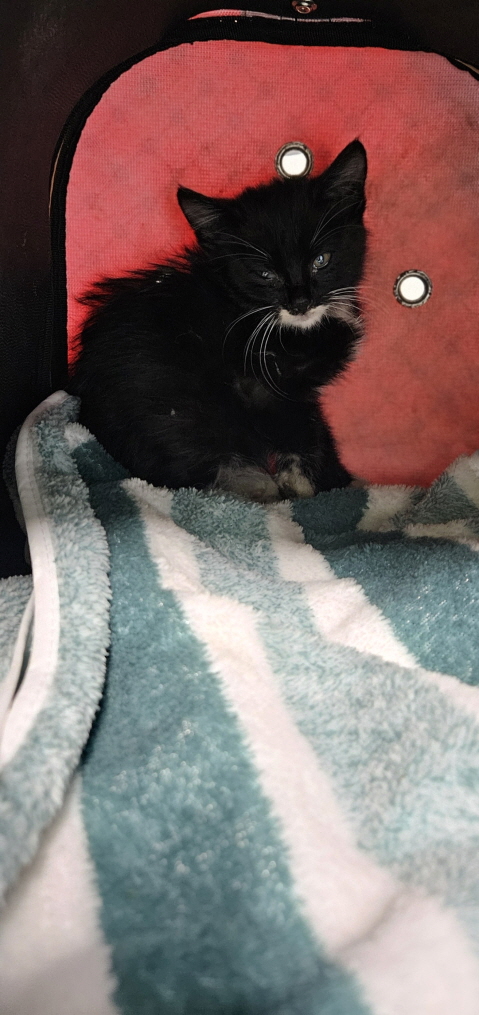 익산유기동물보호소_445468202503053